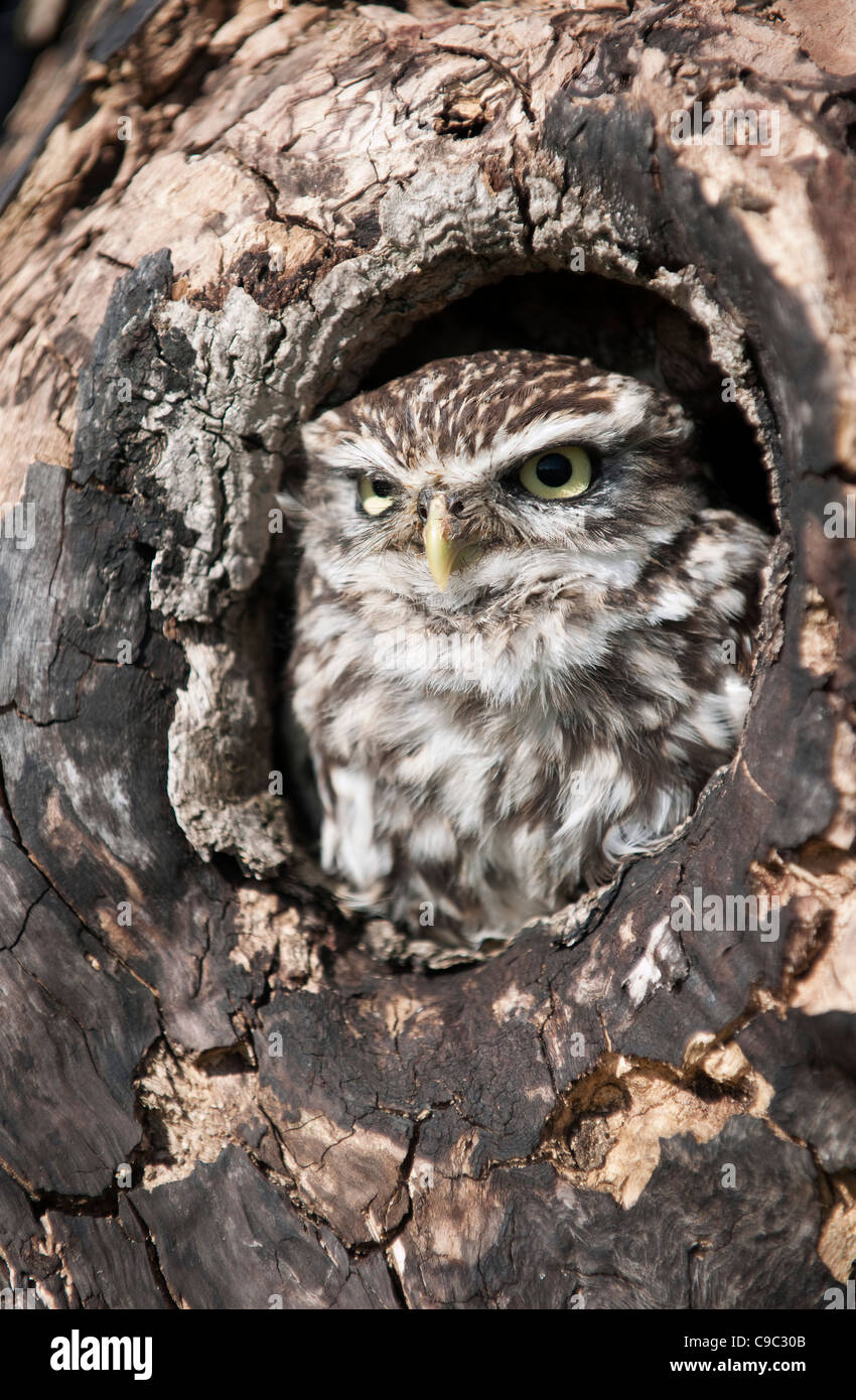 Owl Tree Hole Hi res Stock Photography And Images Alamy