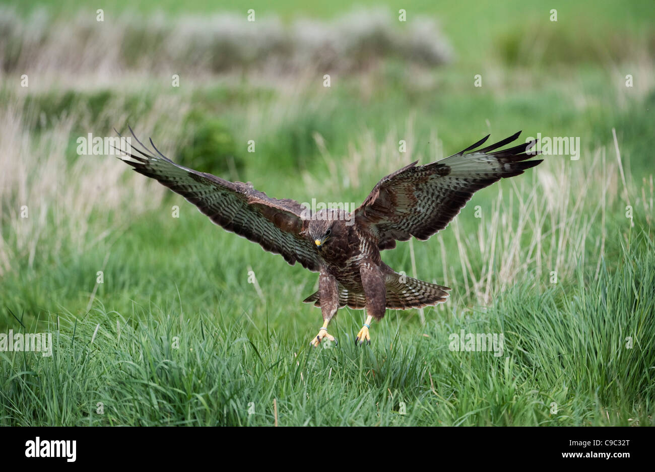 Buzzard in flight landing in long grass UK Stock Photo