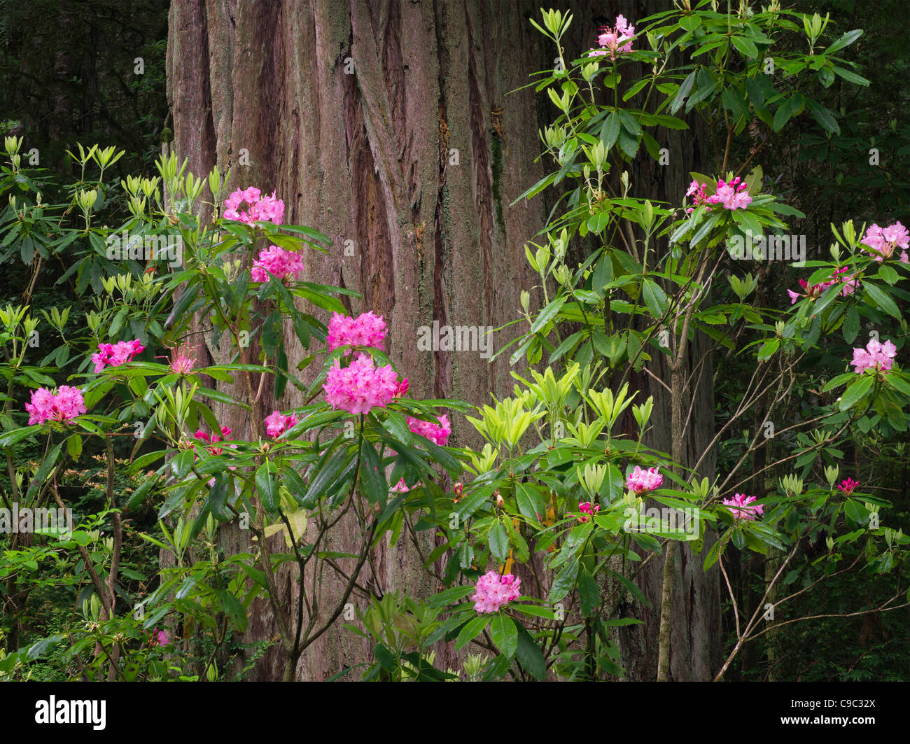 Blooming Rhododendrons and redwood tree. Redwood National and State Parks, California Stock Photo