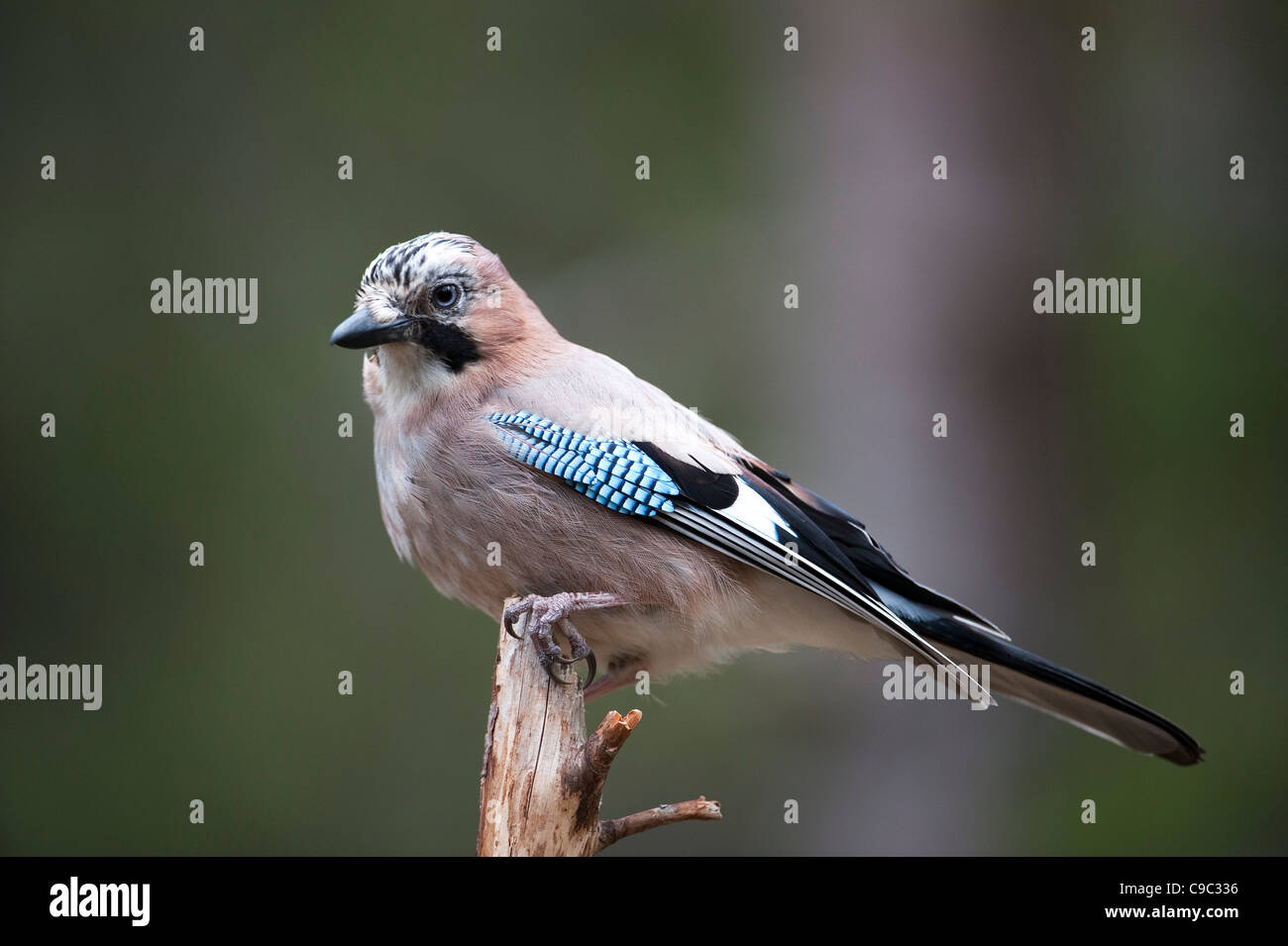 Jay fish hires stock photography and images Alamy