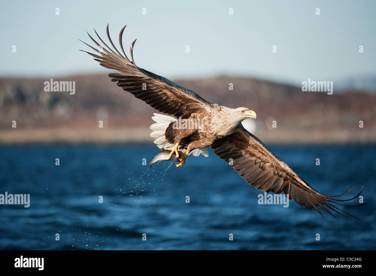 White tailed eagle flying after taking fish from surface of the UK Stock Photo