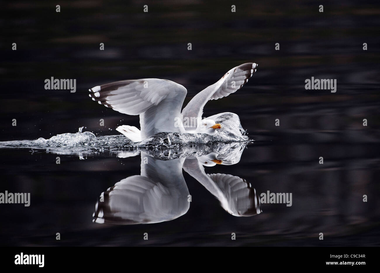 Herring gull landing UK Stock Photo Alamy