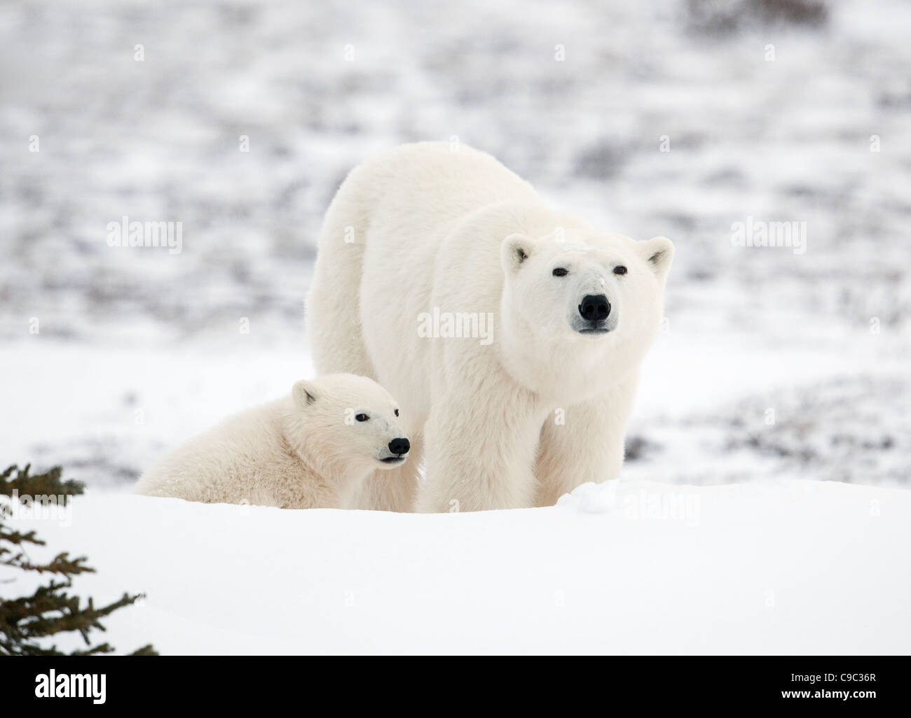 Female polar bear and cub Canada Stock Photo