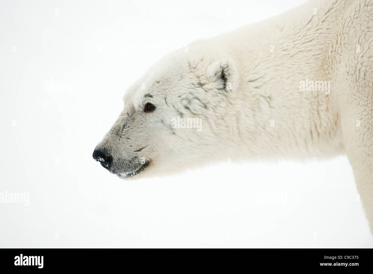 Polar bear portrait Canada Stock Photo