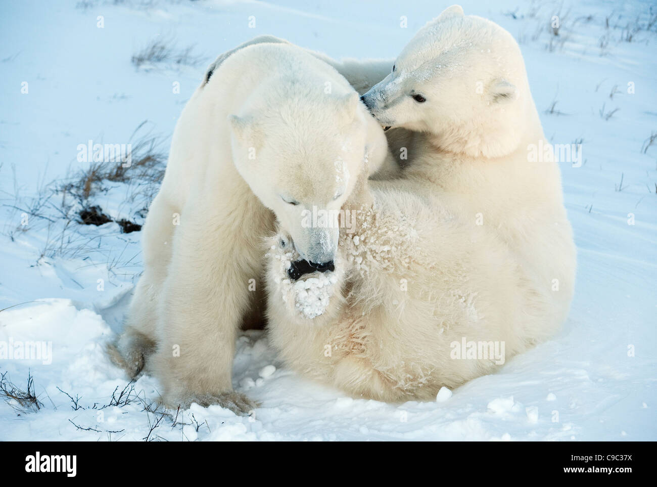 Sparring polar bears Canada Stock Photo