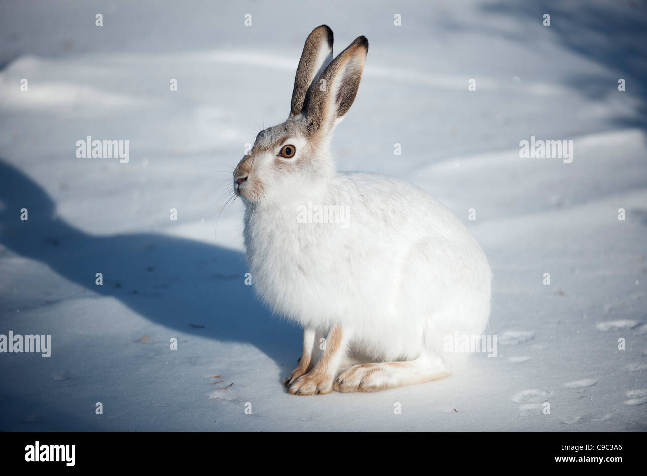 Snowshoe hare hires stock photography and images Alamy