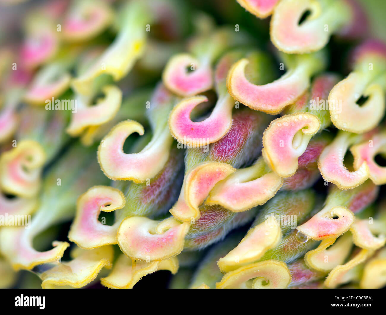 Extreme close up of Pistils from peony flower Stock Photo
