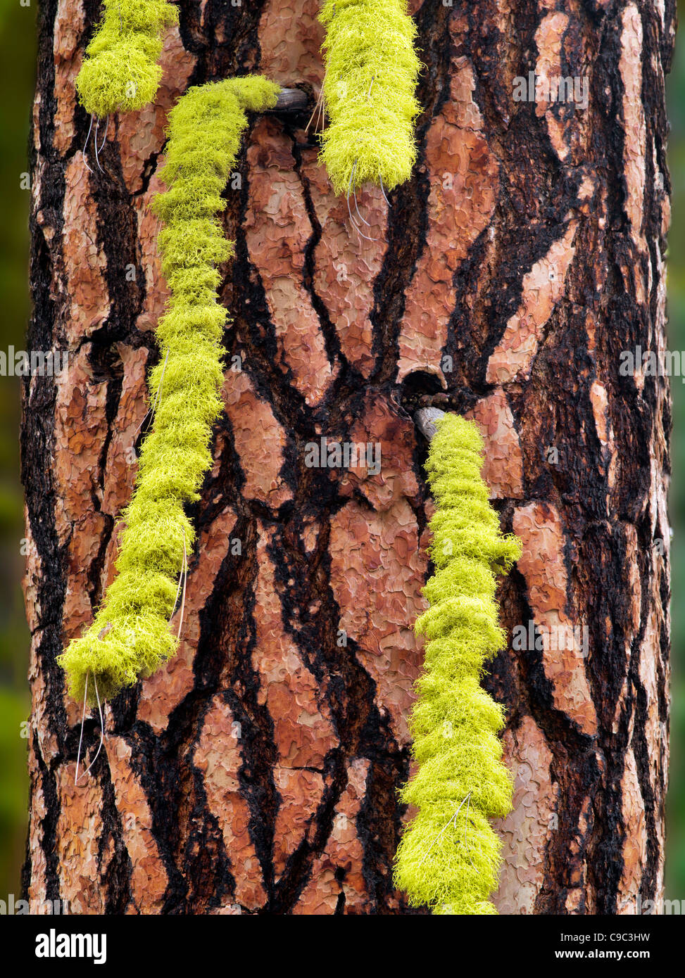 Licken on ponderosa pine tree. Oregon Stock Photo