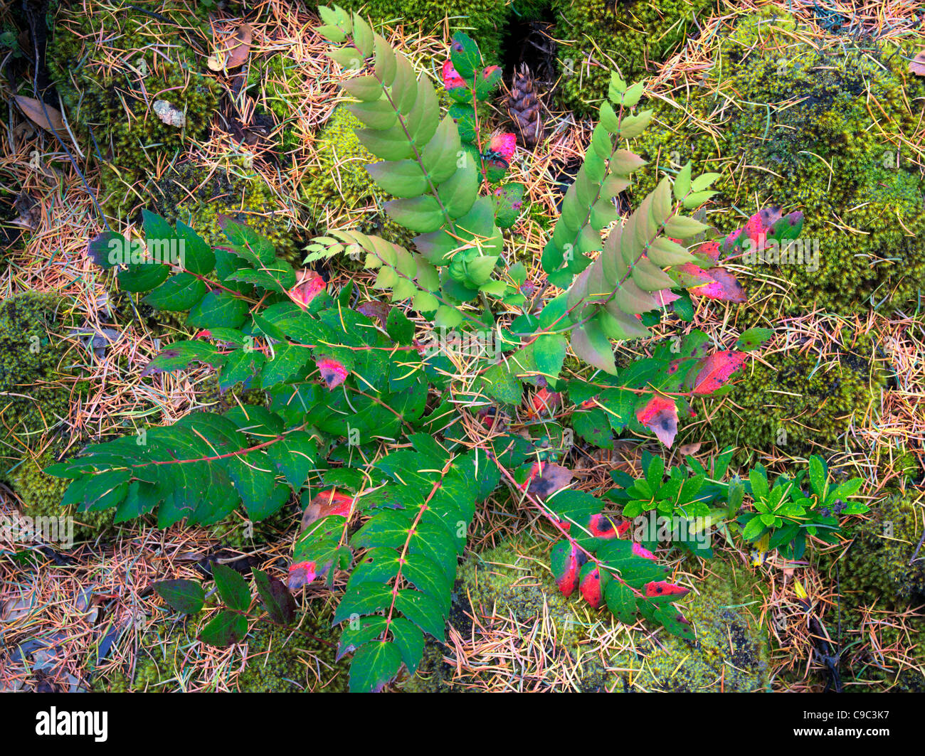 Oregon grape plant and needle fall. Rogue River National Forest Stock Photo