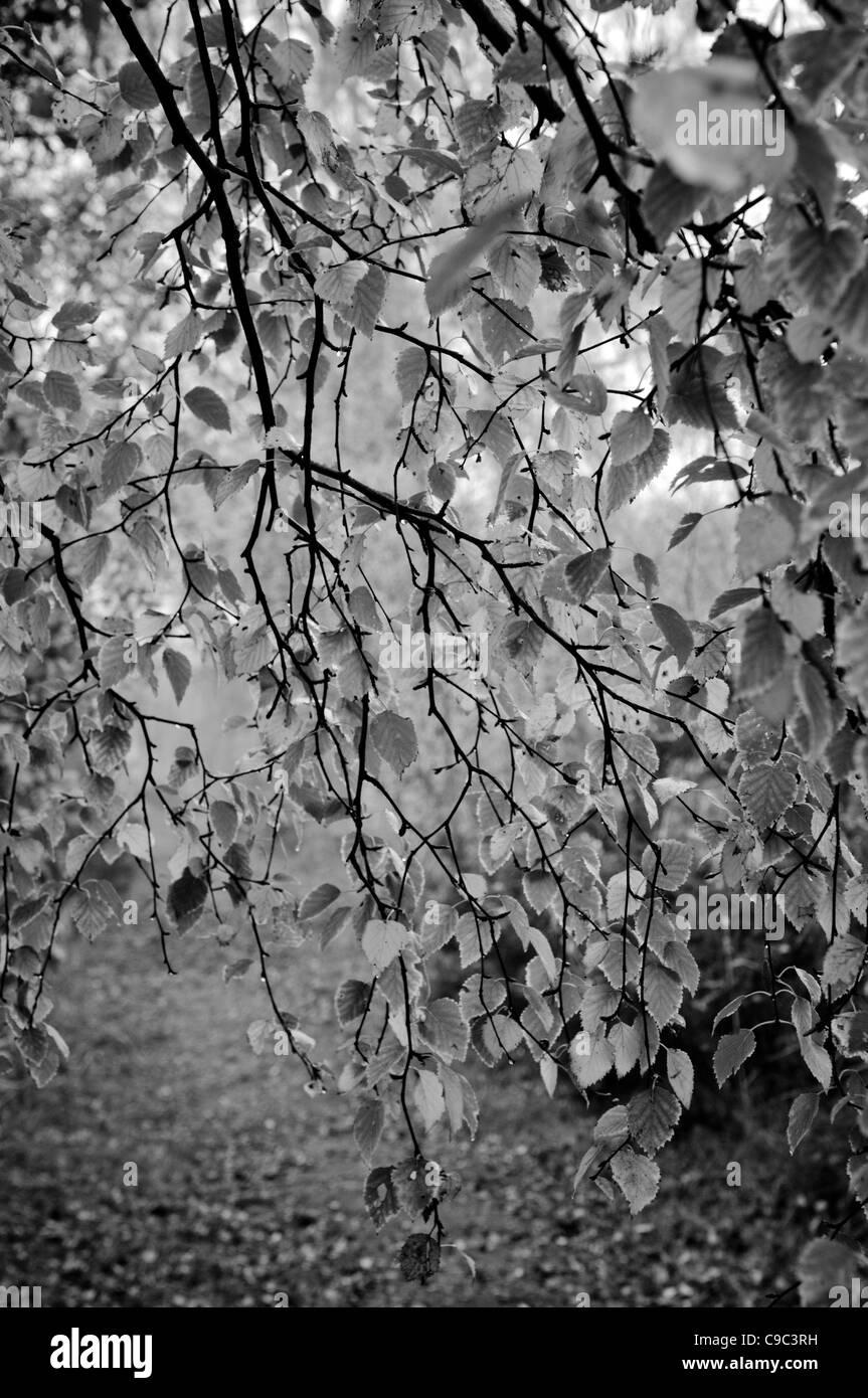 A mono image of some leaves and branches Stock Photo
