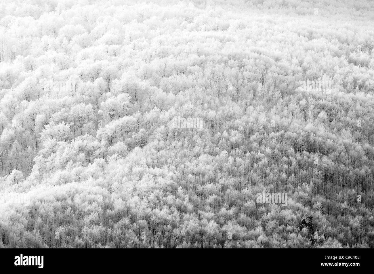 Beautiful forest image Black and White Stock Photos & Images - Alamy
