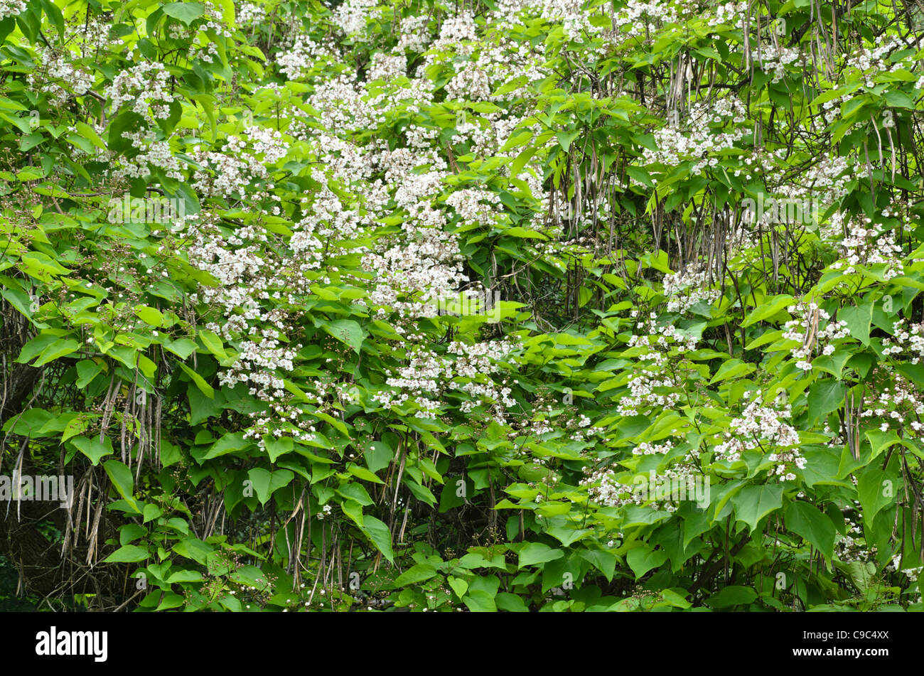 Southern catalpa (Catalpa bignonioides) Stock Photo