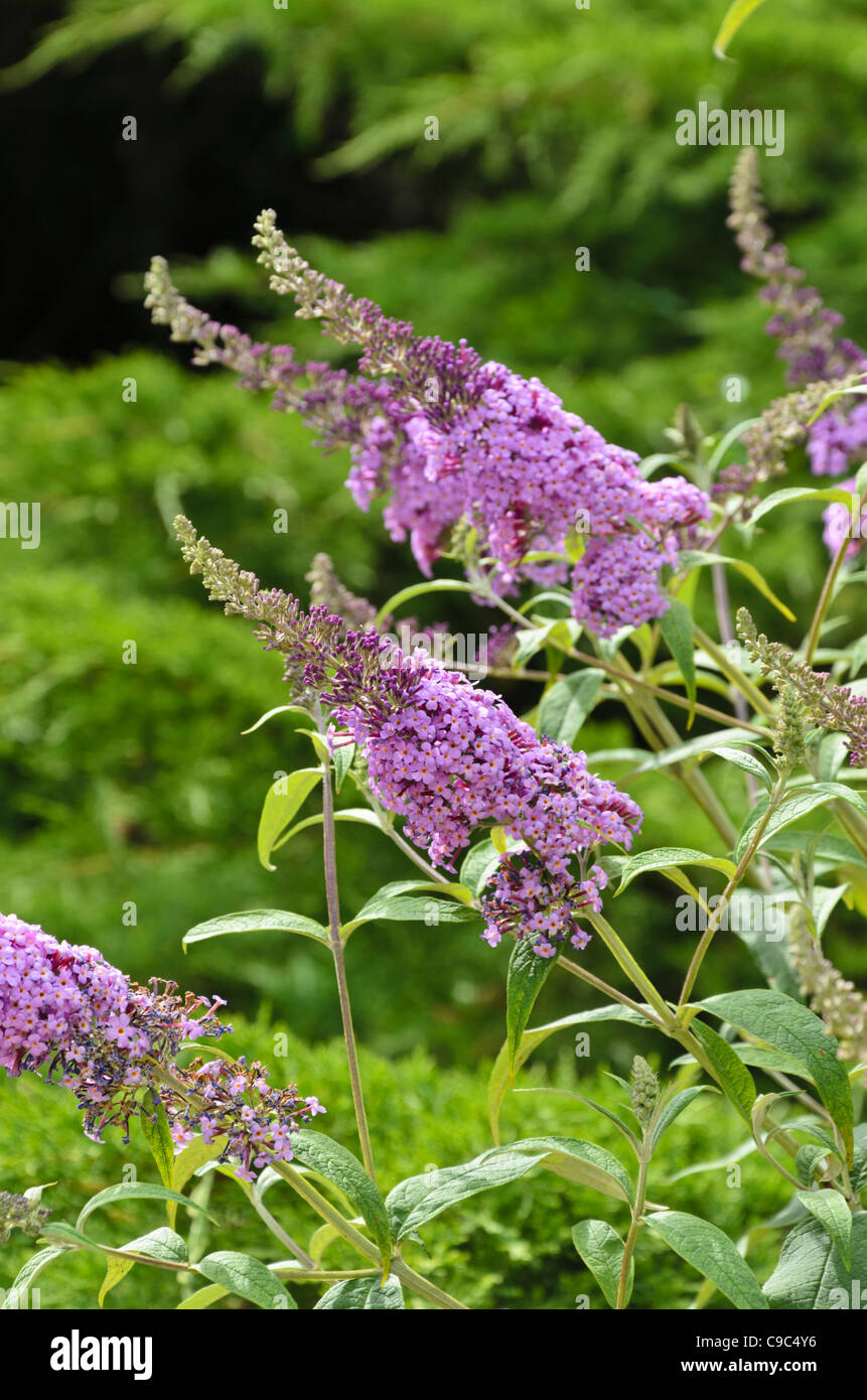 Common butterfly bush (Buddleja davidii 'Nanho Purple') Stock Photo