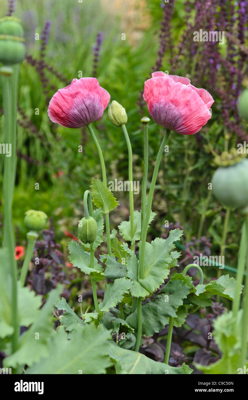 Papaver somniferum pink hi-res stock photography and images - Alamy