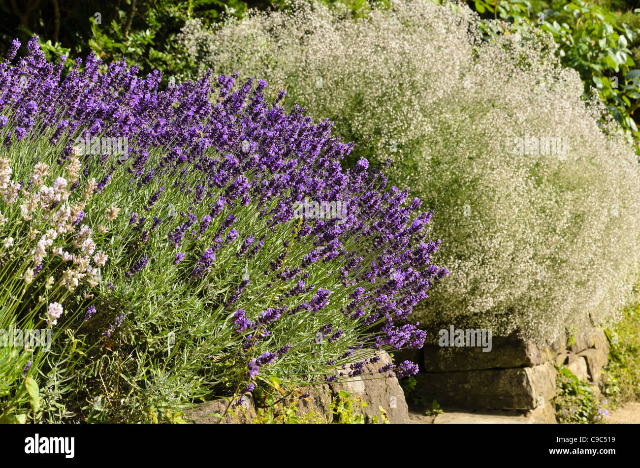 Common lavender (Lavandula angustifolia 'Hidcote Blue') and baby's breath (Gypsophila paniculata 'Schneeflocke') Stock Photo