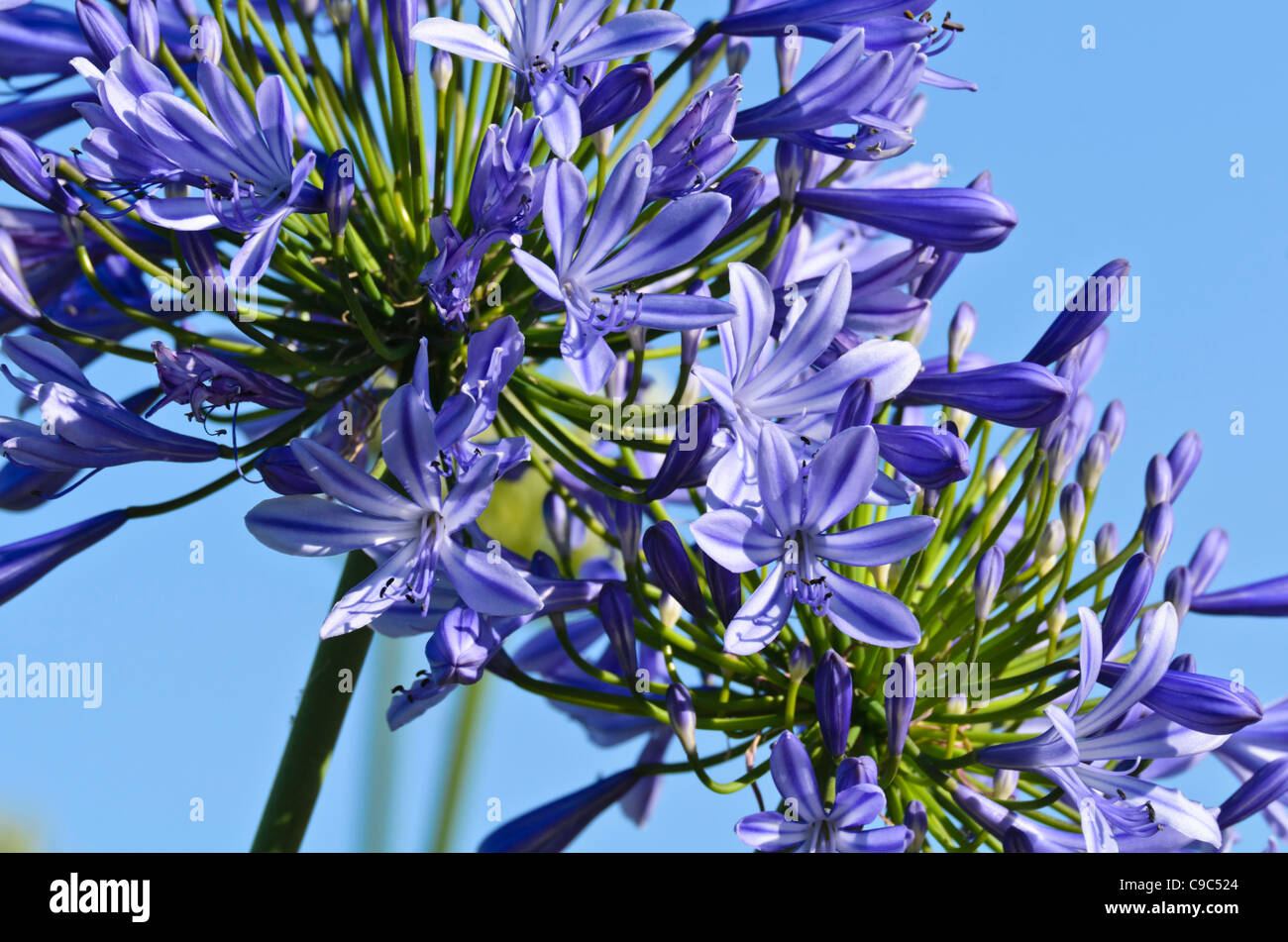 African lily (Agapanthus africanus) Stock Photo