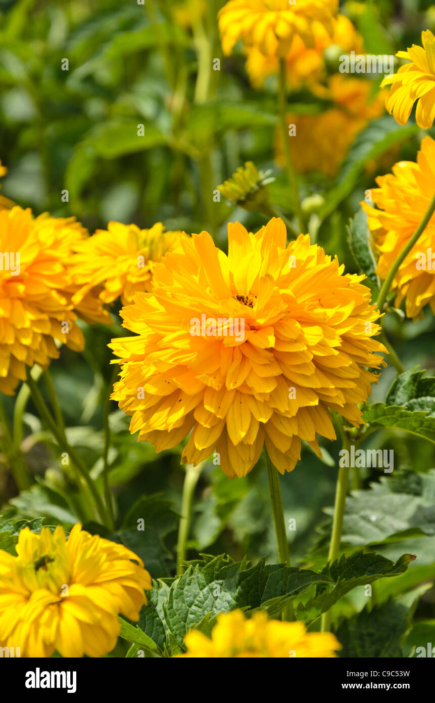 False sunflower (Heliopsis helianthoides var. scabra 'Sonnenschild') Stock Photo
