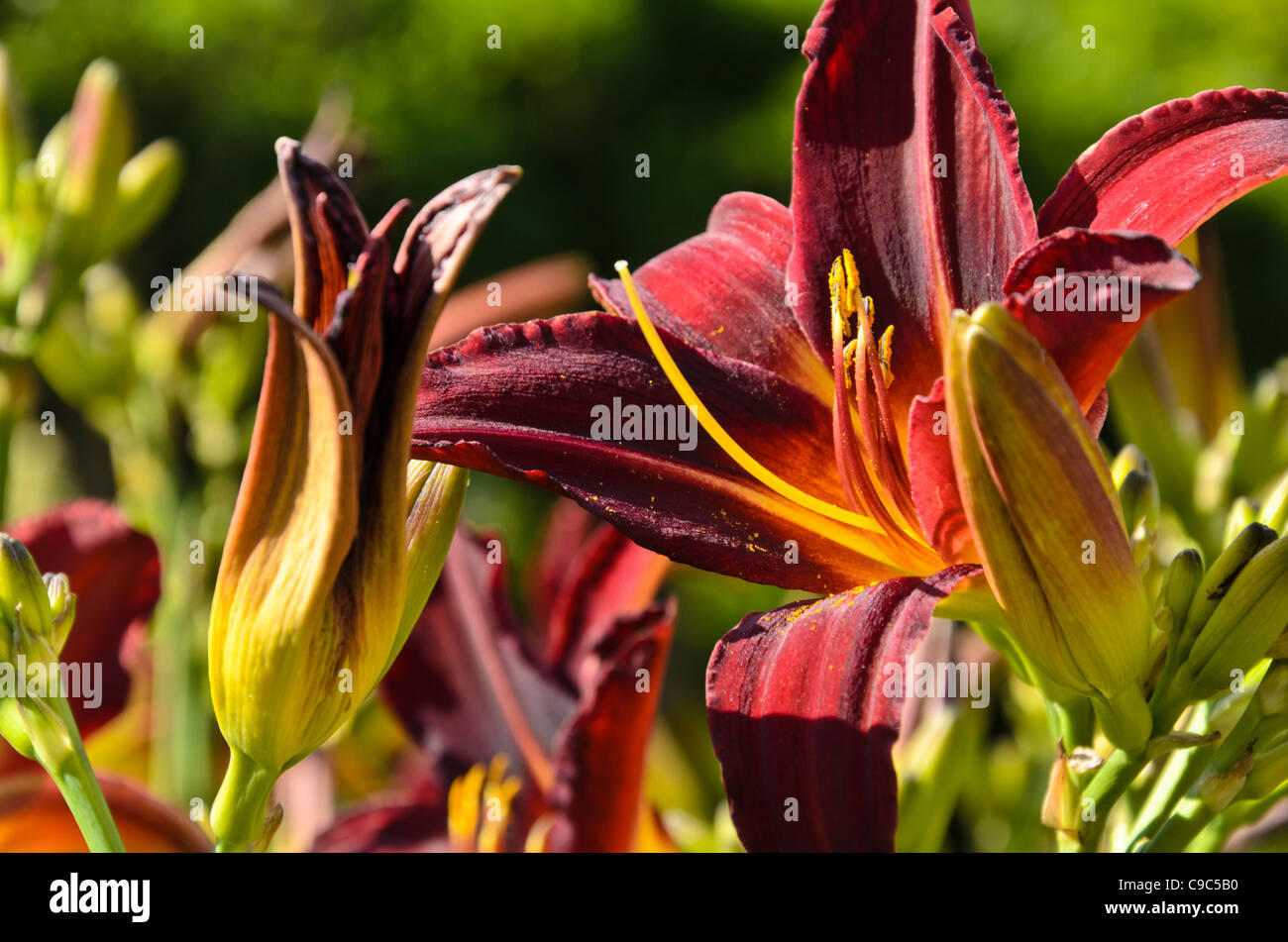 Day lily (Hemerocallis Arriba) Stock Photo