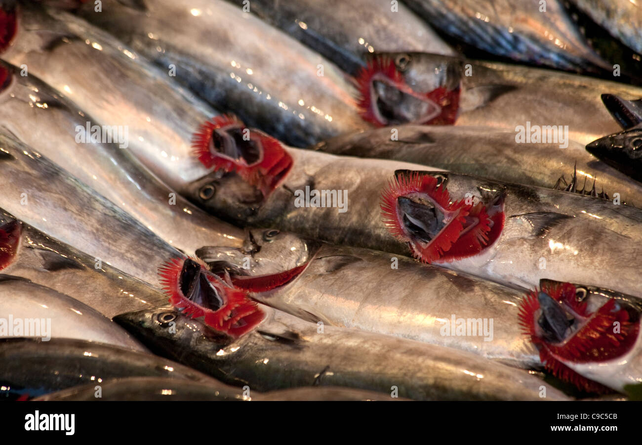 Gills hires stock photography and images Alamy