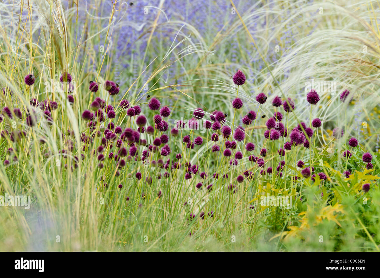 Round-headed leek (Allium sphaerocephalon), feather grass (Stipa barbata) and Russian sage (Perovskia abrotanoides) Stock Photo