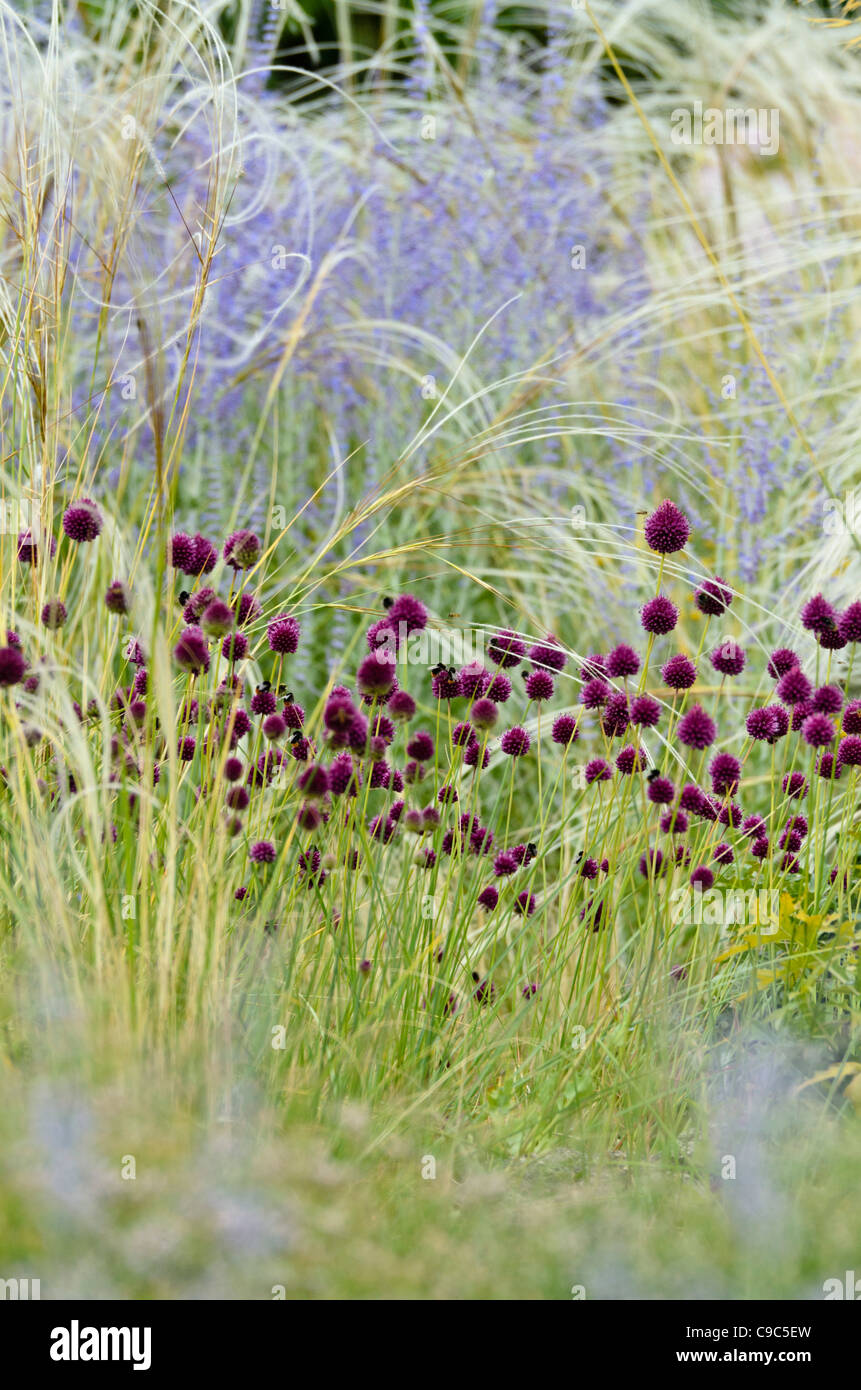 Round-headed leek (Allium sphaerocephalon), feather grass (Stipa barbata) and Russian sage (Perovskia abrotanoides) Stock Photo
