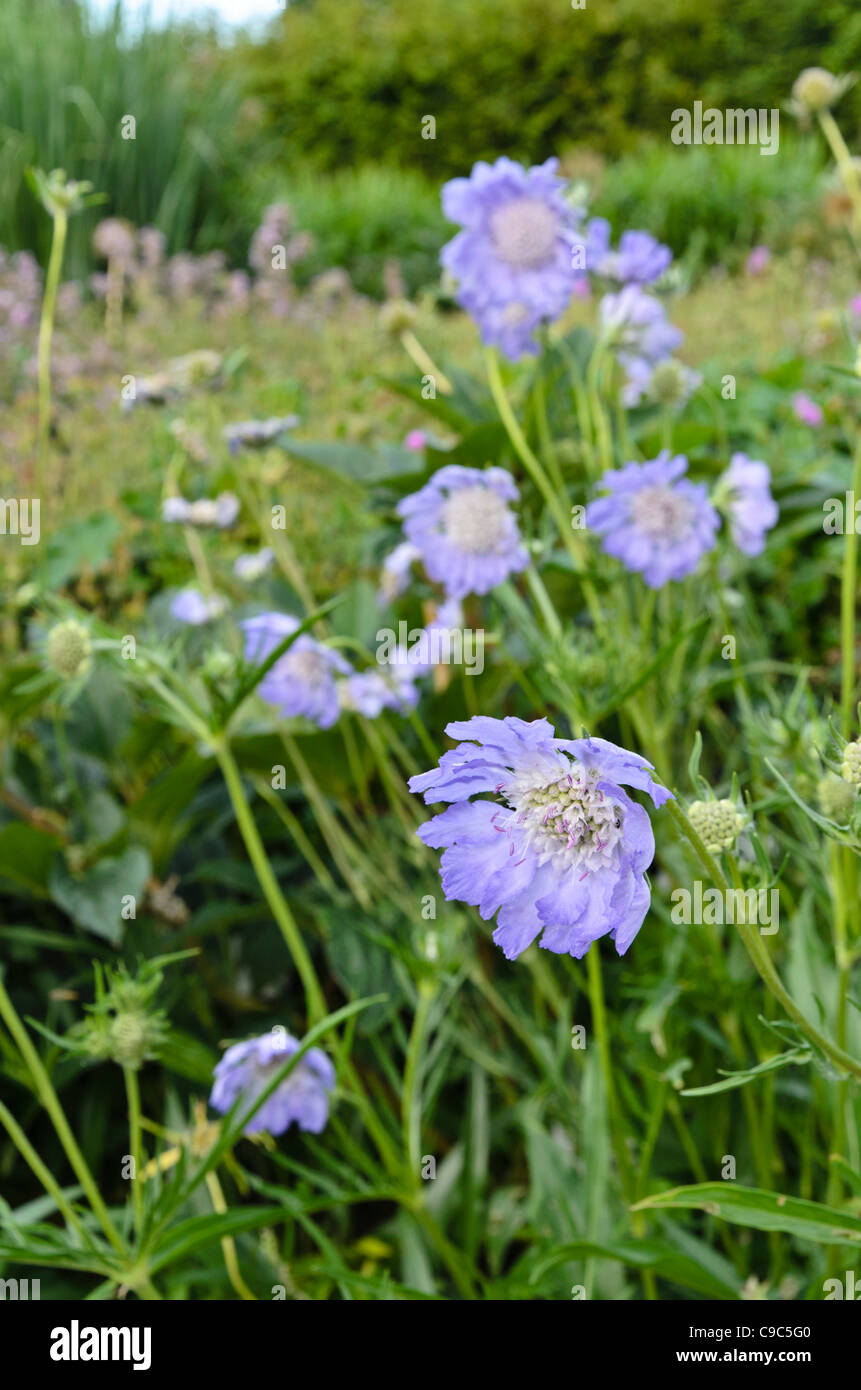 scabiosa-caucasica-perfecta-annie-s-annuals-pwadc