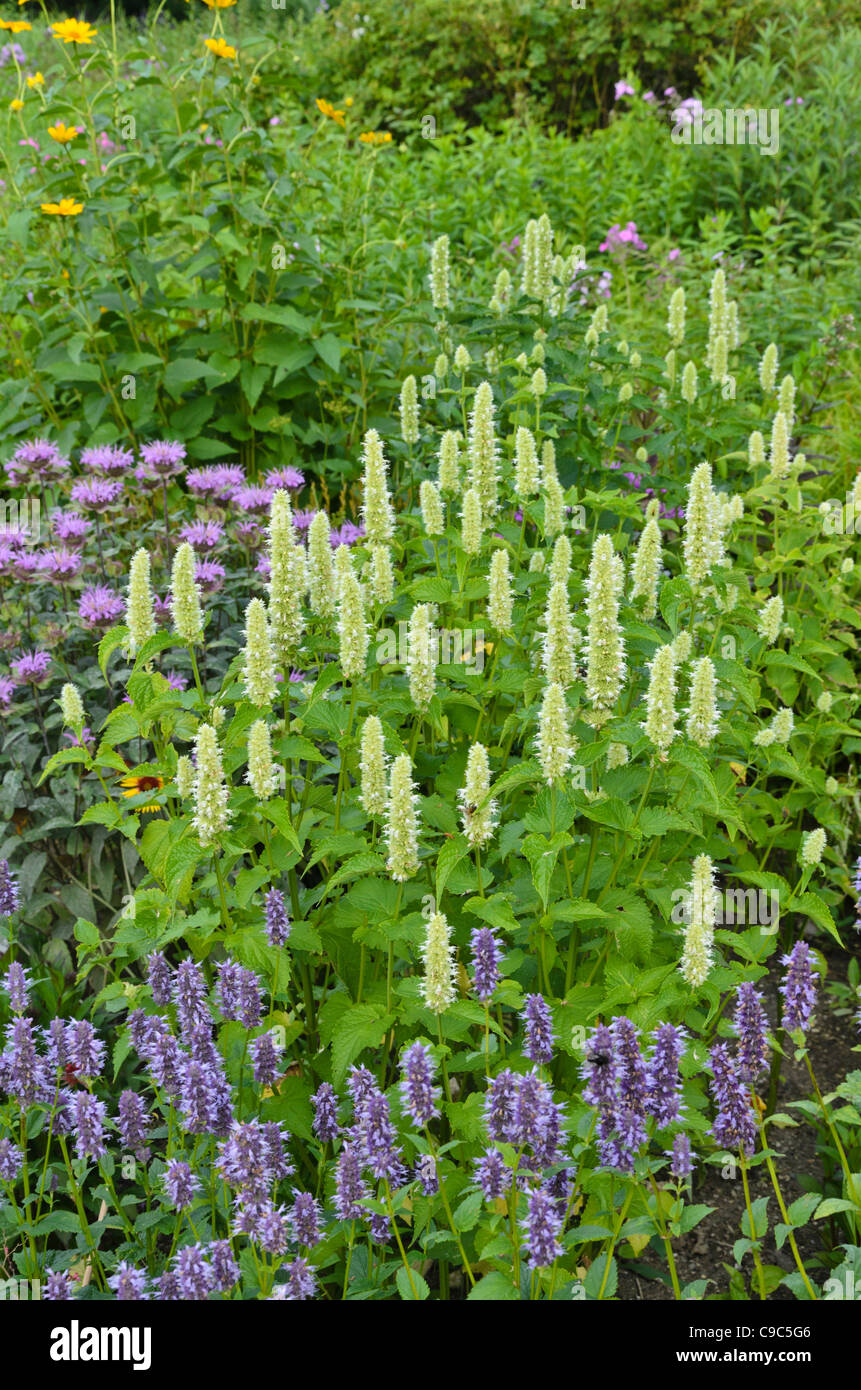 Purple giant hyssop (Agastache rugosa 'Alba'), anise hyssop (Agastache