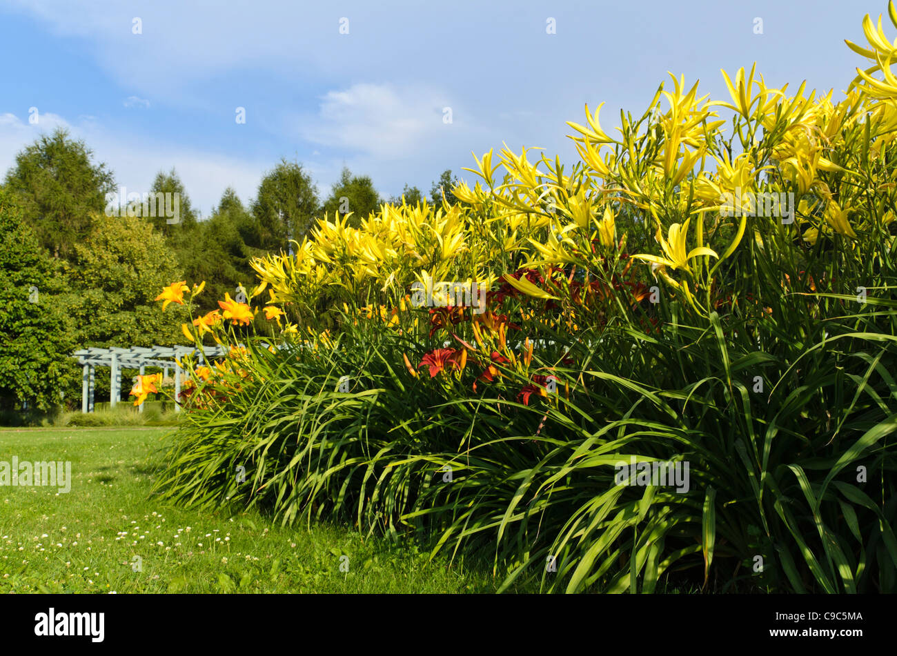 Day lilies (Hemerocallis) Stock Photo