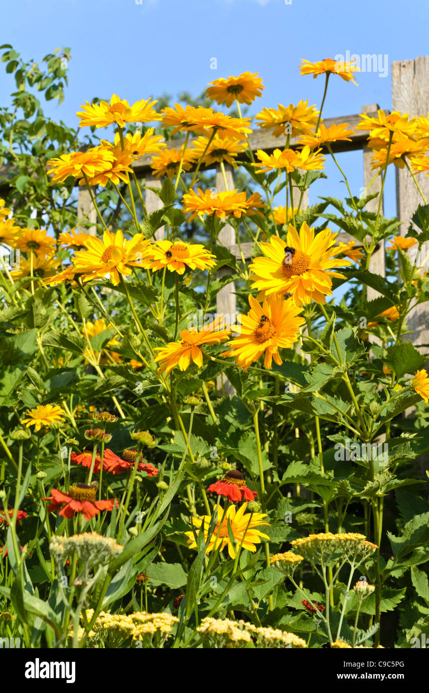 False sunflower (Heliopsis helianthoides var. scabra 'Venus') Stock Photo