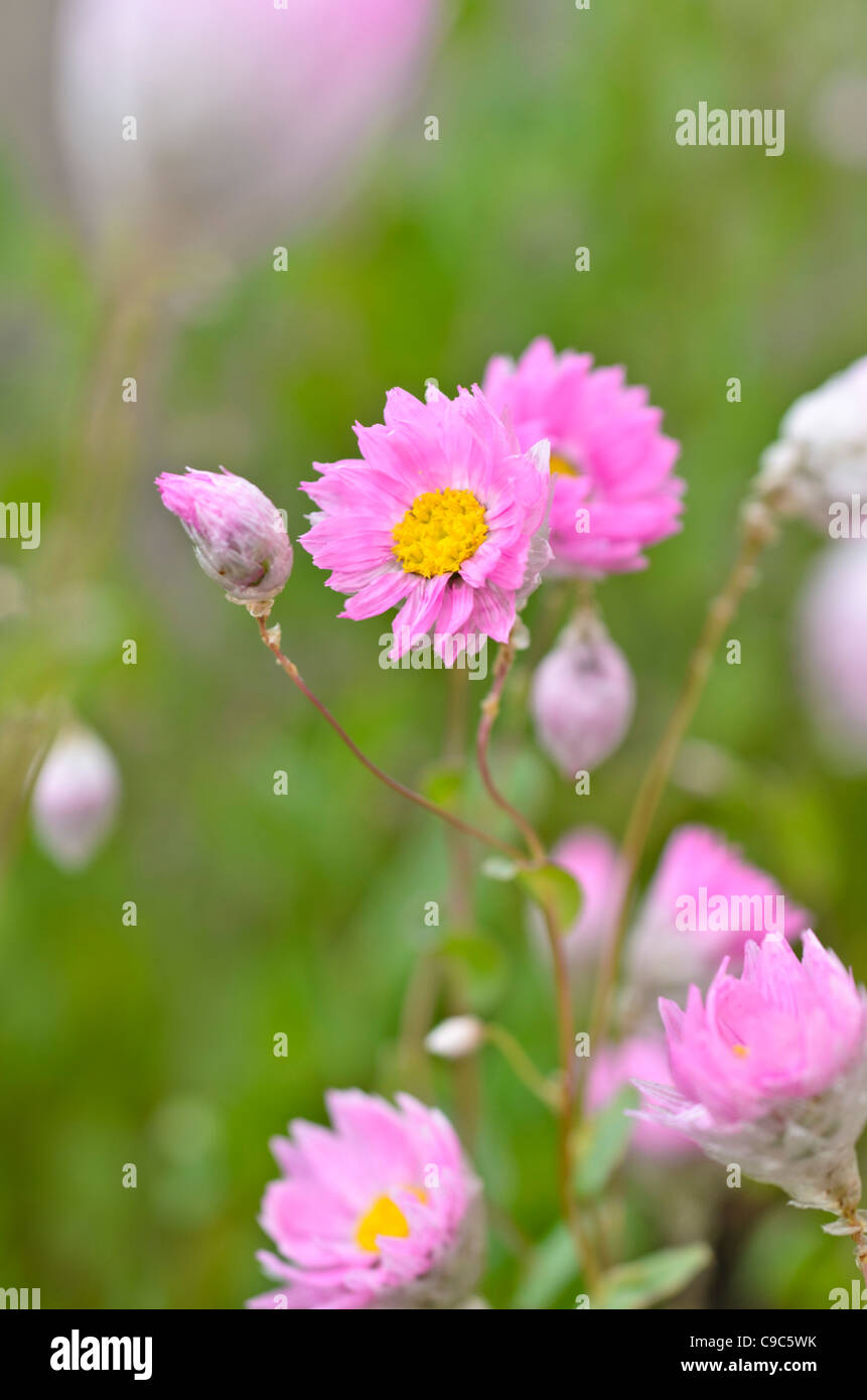 Paper daisy (Rhodanthe manglesii) Stock Photo
