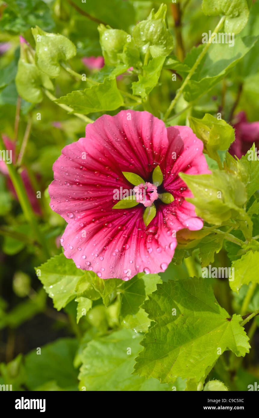 Mistery flower (Malope trifida) Stock Photo