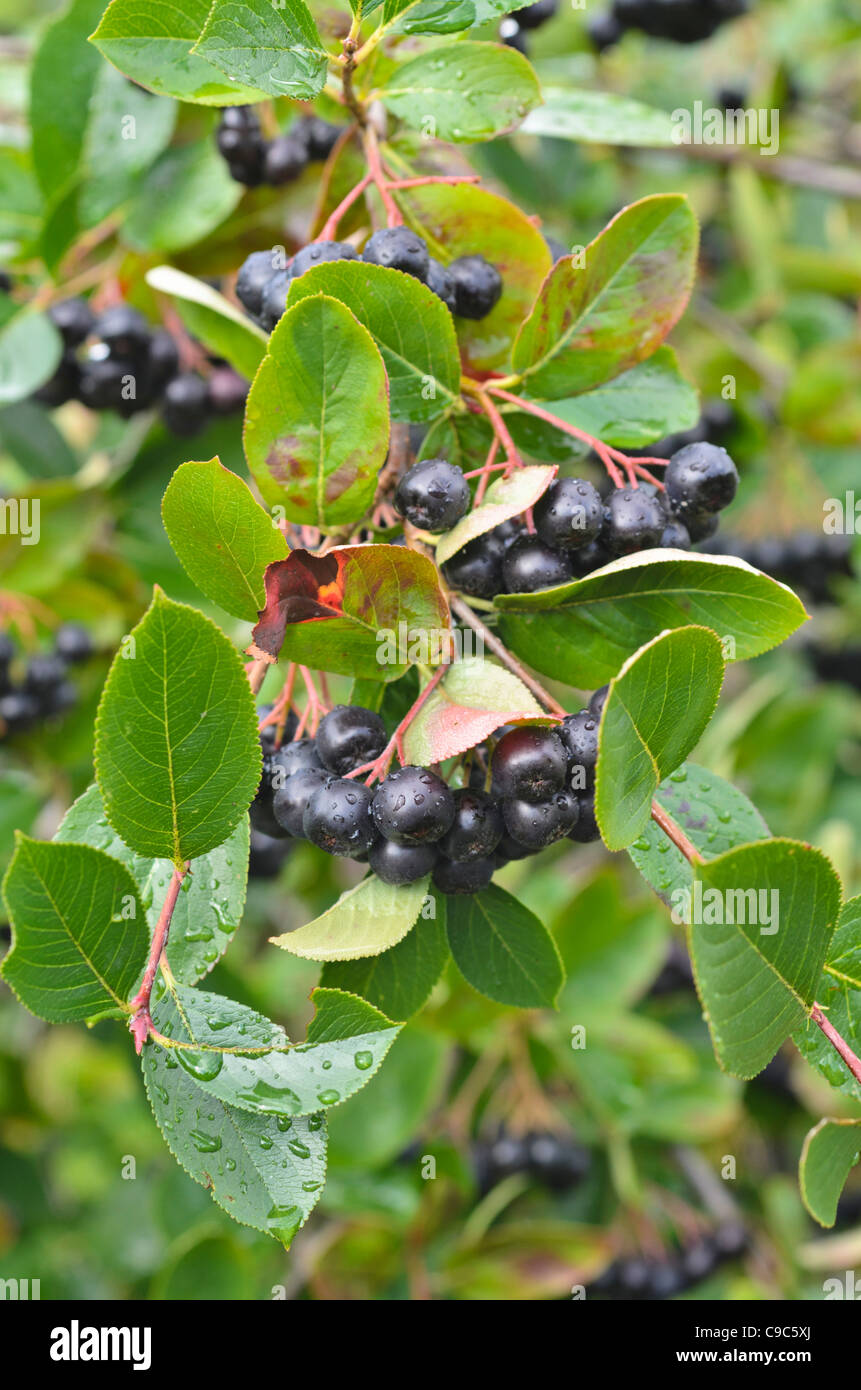 Purple chokeberry (Photinia x prunifolia syn. Aronia x prunifolia) Stock Photo