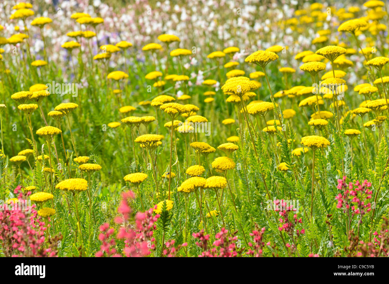 thumbnail interactive-video image 1 of GoldenYarrow FernLeaf Yarrow Seeds – 300 Fresh 2025 Seeds – Achillea Filipendulina 1 of 4