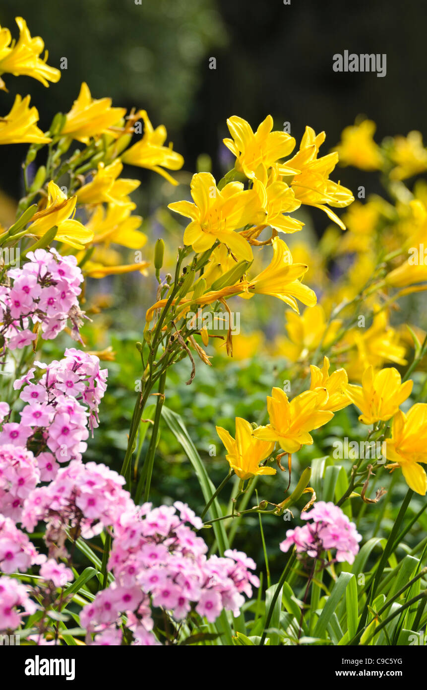 Day lilies (Hemerocallis) and phlox (Phlox) Stock Photo