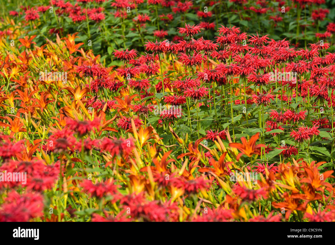 Bee balms (Monarda) and day lilies (Hemerocallis) Stock Photo