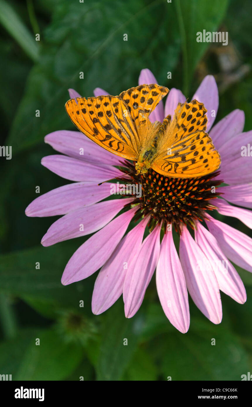 Silver-washed fritillary (Argynnis paphia) and purple cone flower (Echinacea purpurea) Stock Photo