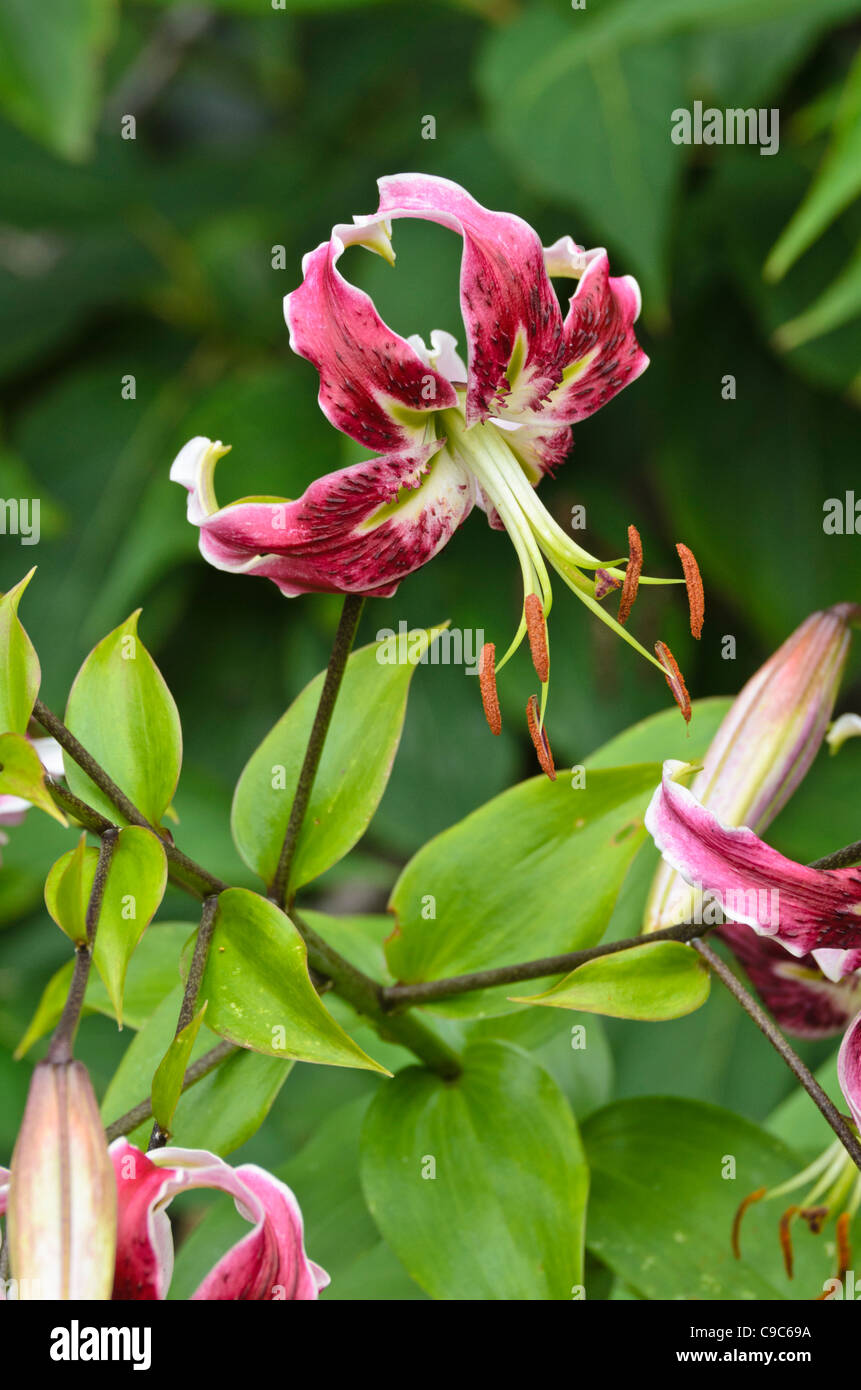 Oriental lily (Lilium Black Beauty) Stock Photo