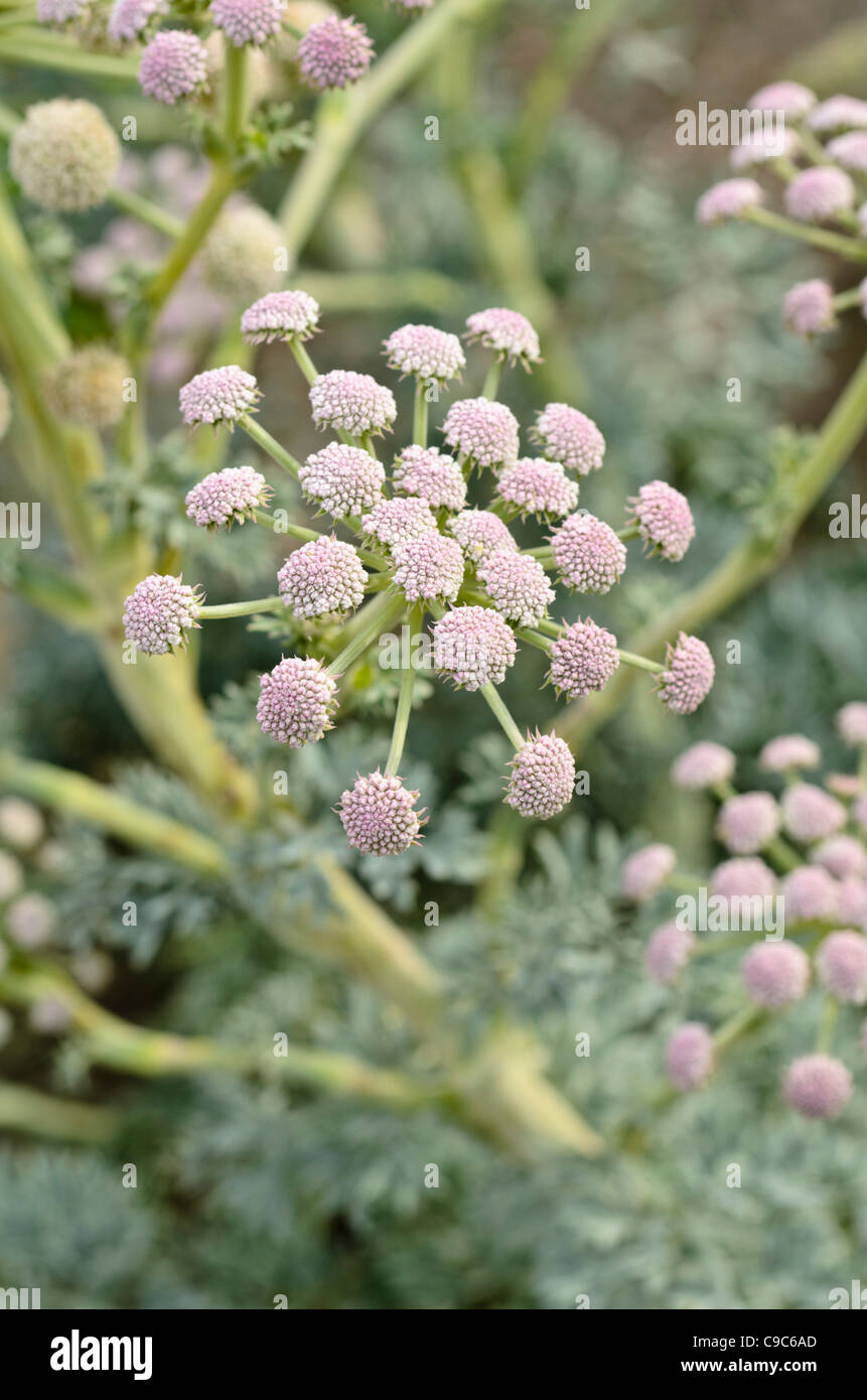 Seseli Seseli hi-res stock photography and images - Alamy