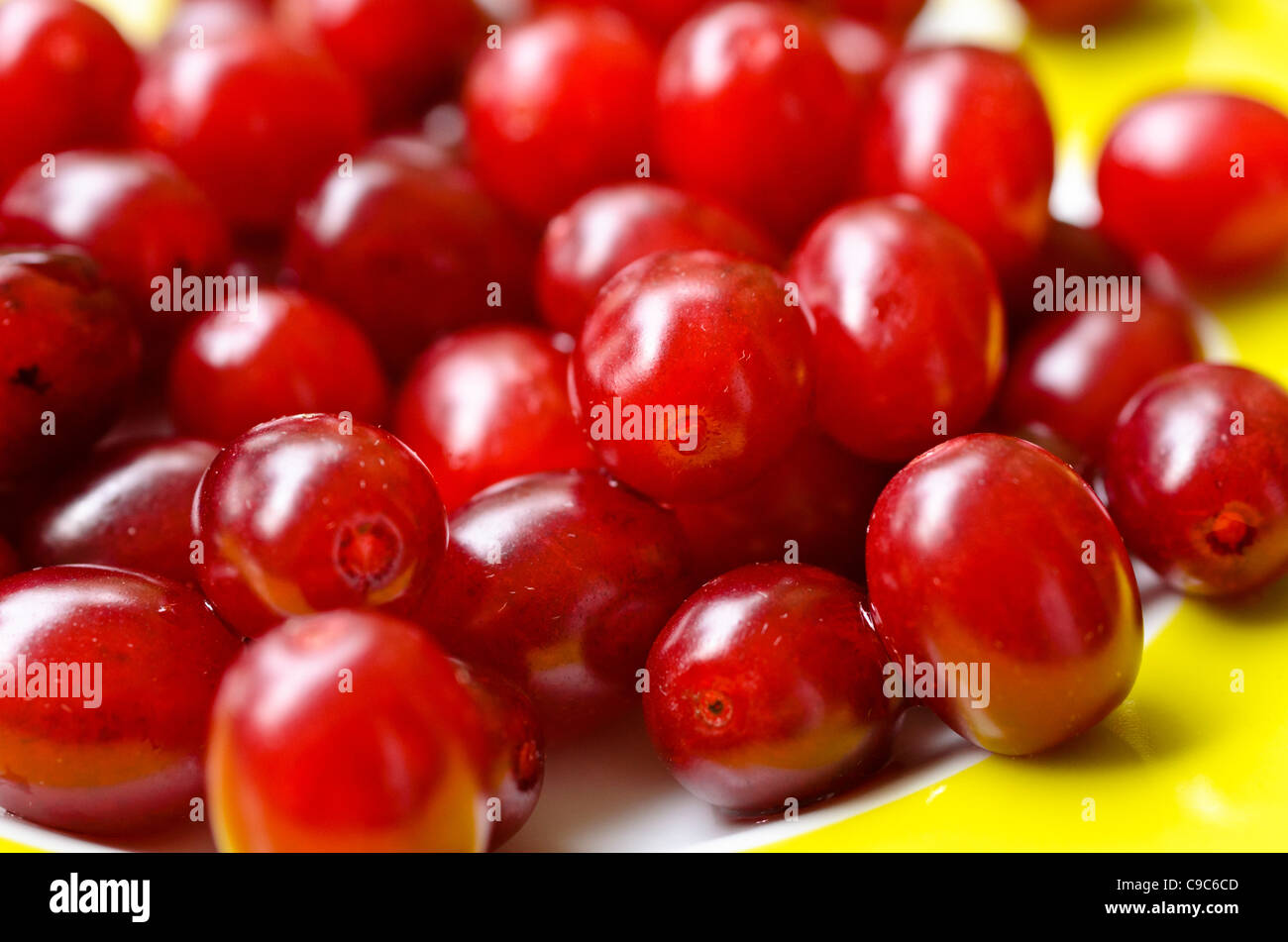 Cornelian cherry (Cornus mas) Stock Photo