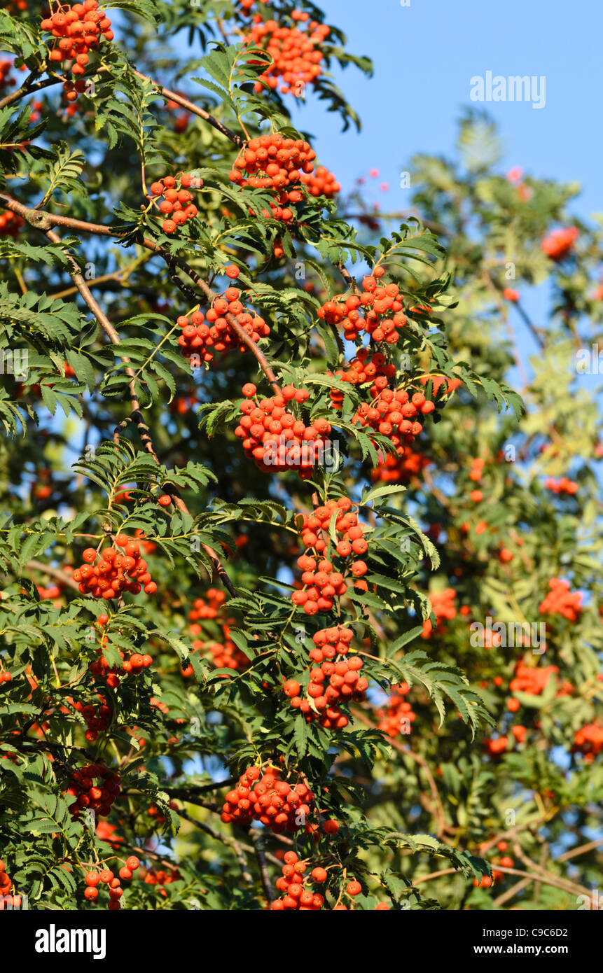 Rowan Sorbus Aucuparia Stock Photo Alamy Rowan Sorbus Aucuparia Stock Photo Alamy