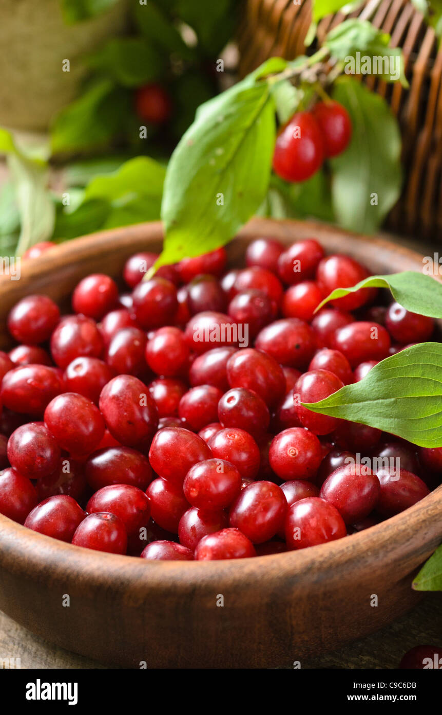 Cornelian cherry (Cornus mas) Stock Photo
