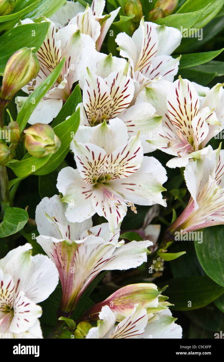 Peruvian lily (Alstroemeria Inticancha White) Stock Photo
