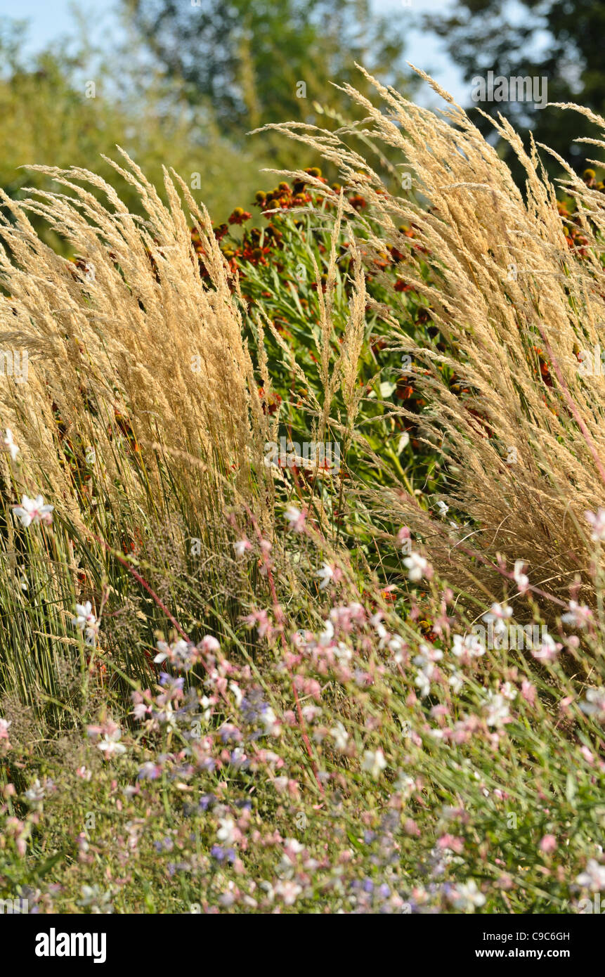 Reed grass (Calamagrostis x acutiflora 'Karl Foerster') and butterfly gaura (Gaura lindheimeri) Stock Photo