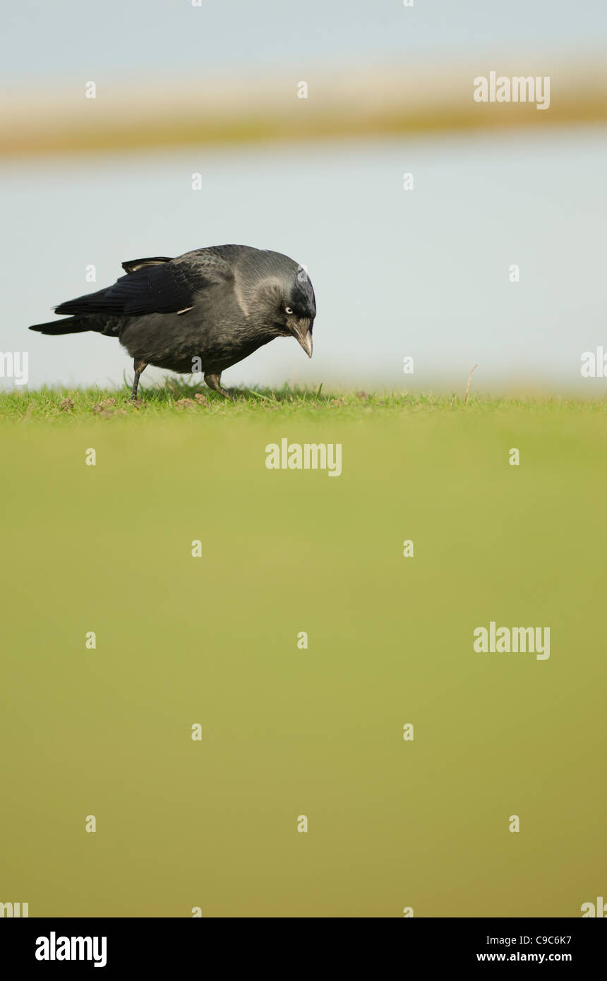 Jackdaw feeding hires stock photography and images Alamy