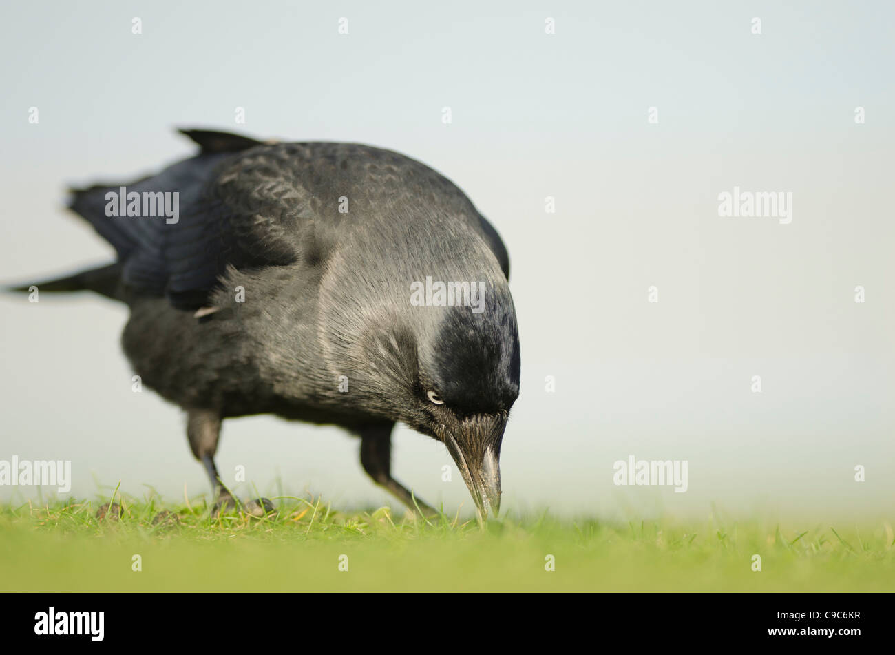 A jackdaw feeding in Cornwall Stock Photo Alamy