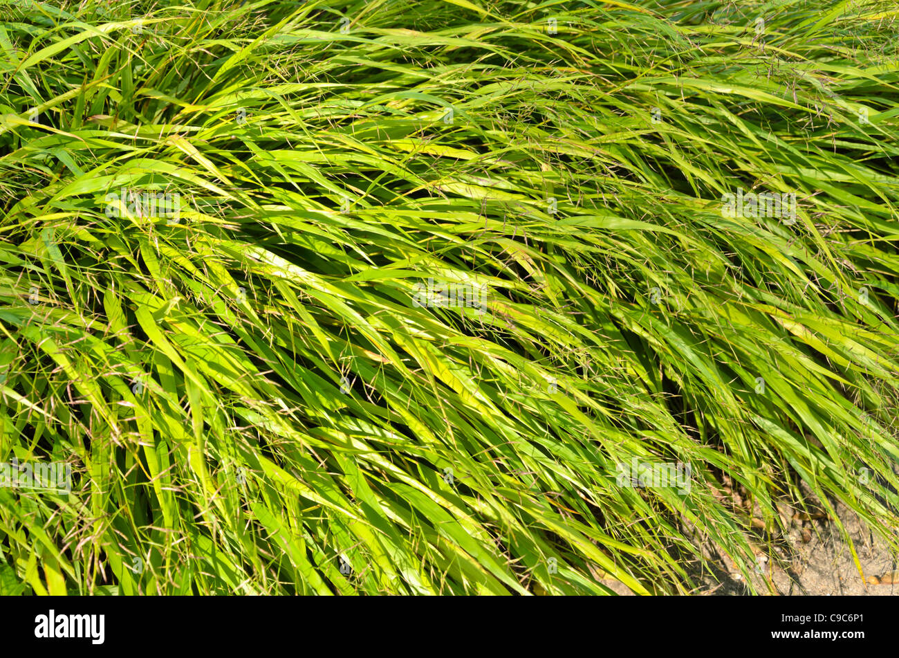 Golden grass (Milium effusum) Stock Photo
