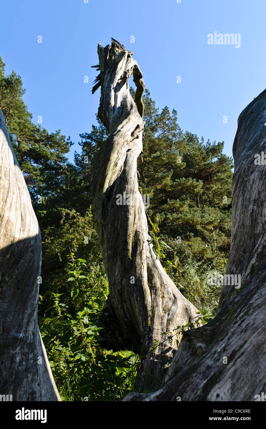 Weathered willow trunks Stock Photo