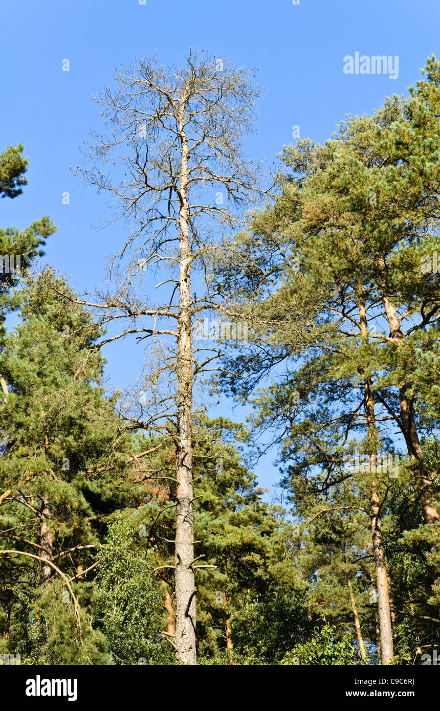 Scots pine (Pinus sylvestris) Stock Photo