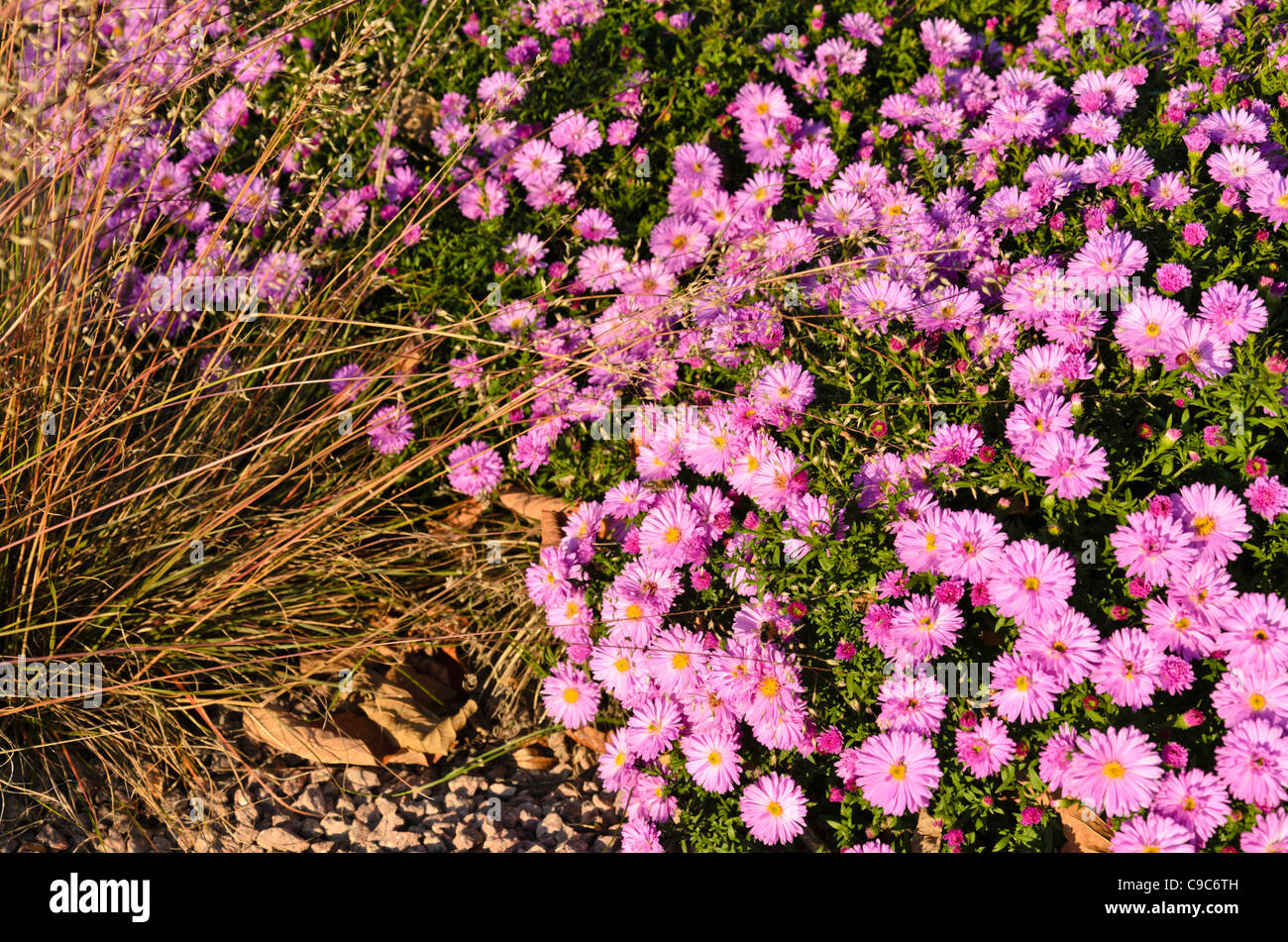 Prairie dropseed (Sporobolus heterolepis) and bushy aster (Aster dumosus 'Rosenwichtel') Stock Photo