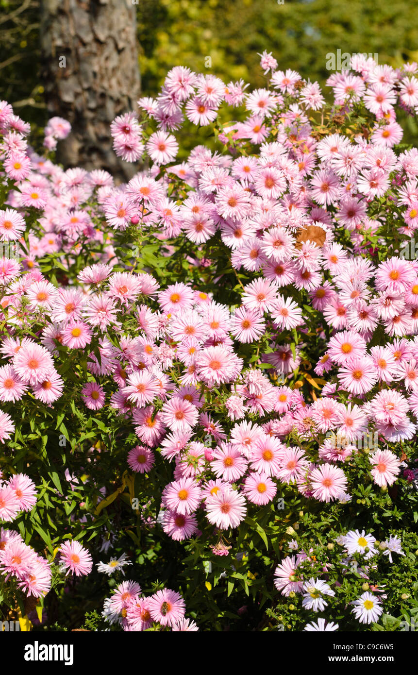 New England aster (Aster novae-angliae 'Rosa Sieger') Stock Photo